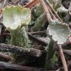 Cladonia pleurota